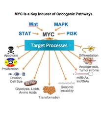 myc-oncogene-206x236.jpg