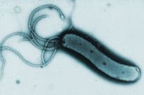 Pylori