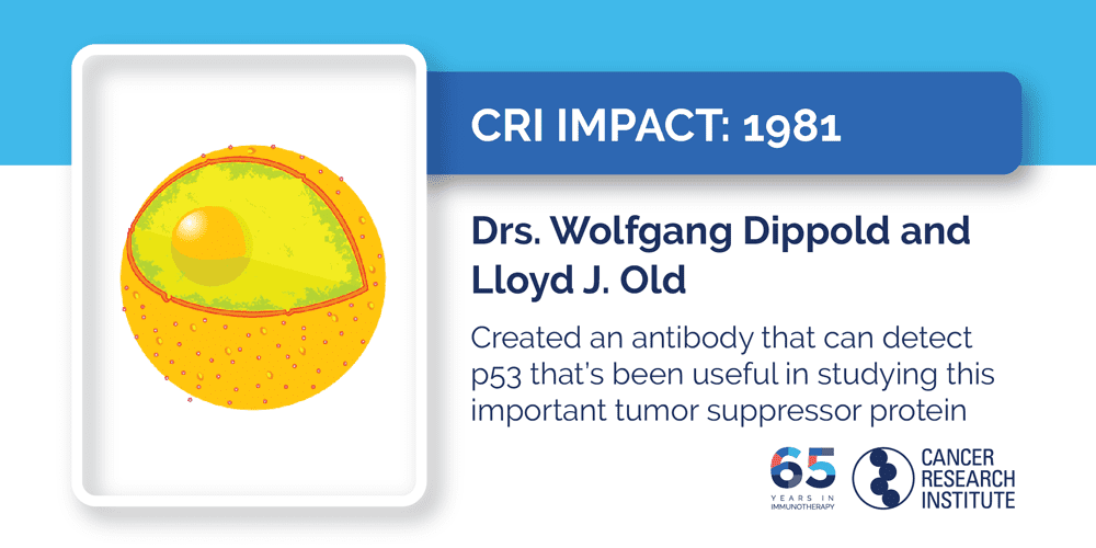 1981 Drs. Wolfgang Dippold and Lloyd J. Old  Created an antibody that can detect p53 that’s been useful in studying this important tumor suppressor protein