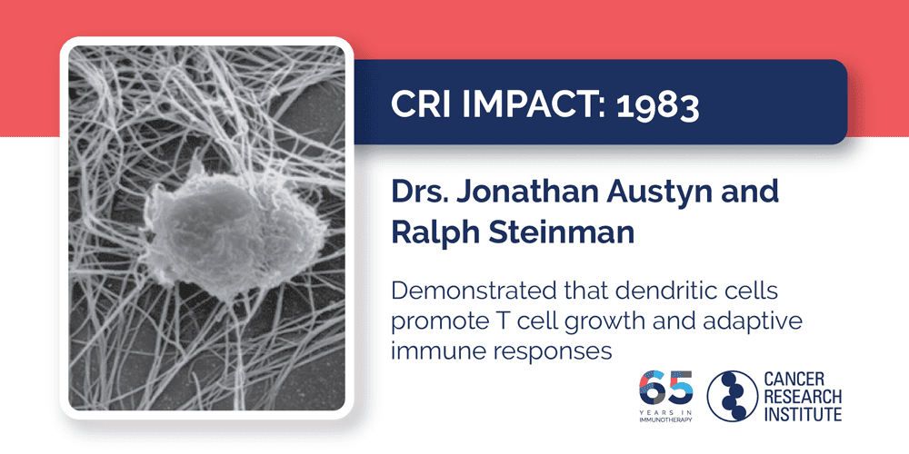 1983 Drs. Jonathan Austyn and Ralph Steinman  Demonstrated that dendritic cells promote T cell growth and adaptive immune responses
