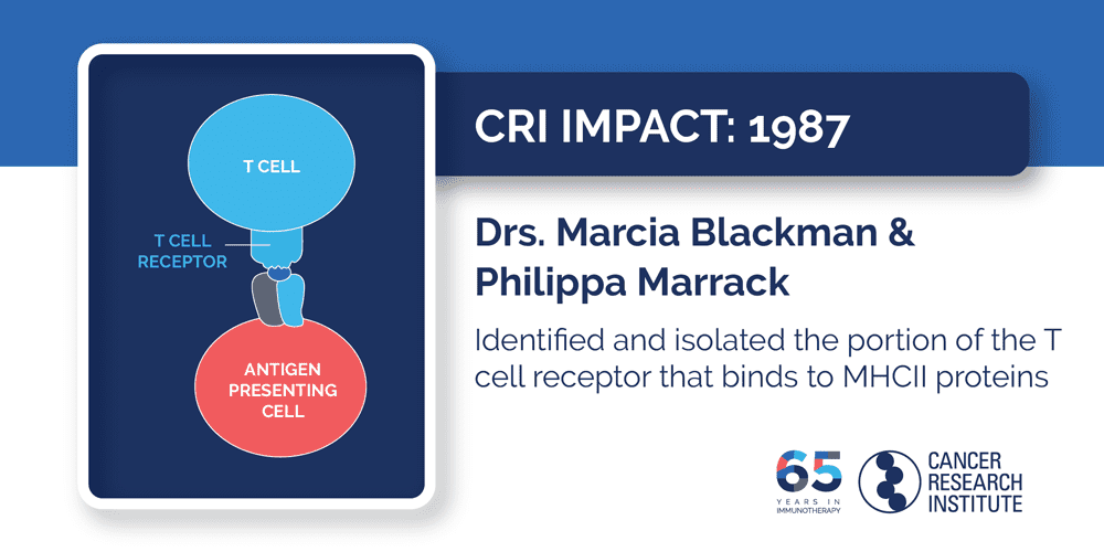 1987 Drs. Marcia Blackman and Philippa Marrack  Identified and isolated the portion of the T cell receptor that binds to MHCII proteins
