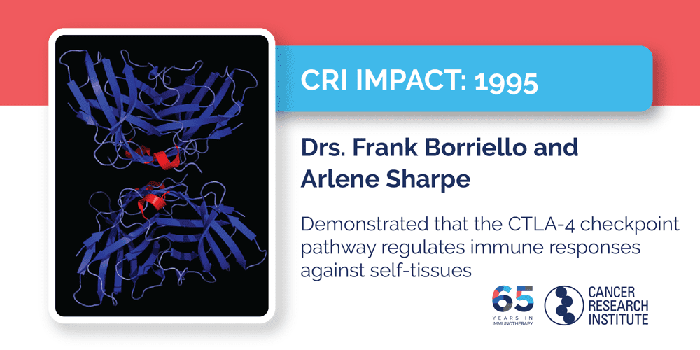 1995 Drs. Frank Borriello and Arlene Sharpe demonstrated that the CTLA-4 checkpoint pathway regulates  immune responses against self-tissues