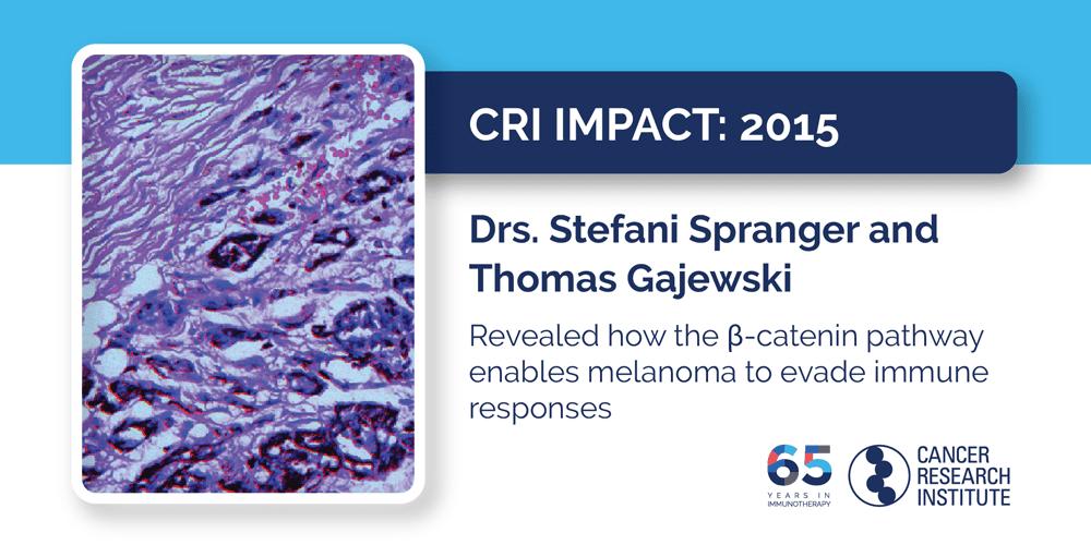 2015 Drs. Stefani Spranger and Thomas Gajewski revealed how the beta-catenin pathway enables melanoma to evade immune responses