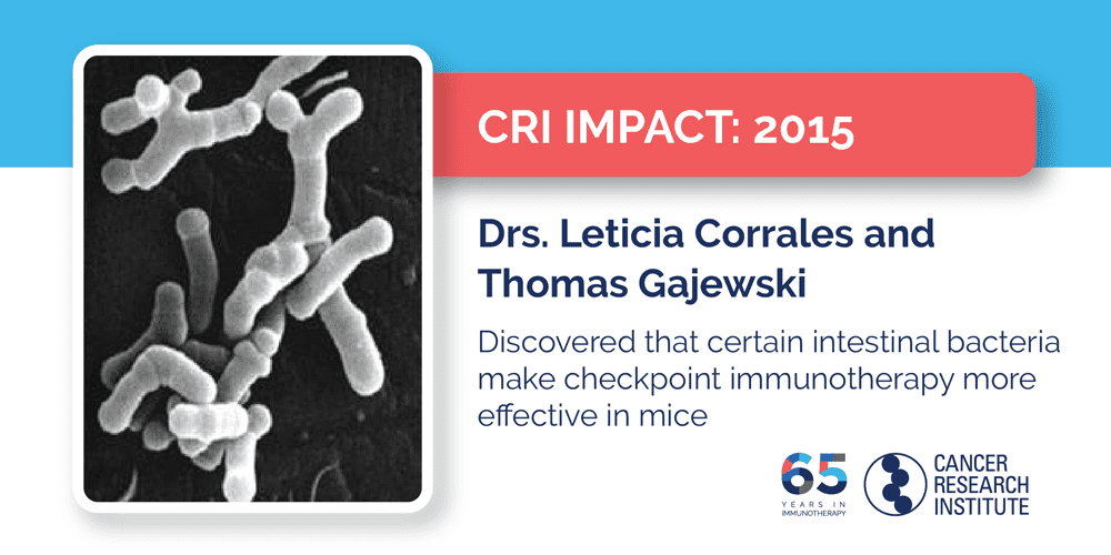 2015 Drs. Leticia Corrales and Thomas Gajewski discovered that certain intestinal bacteria make checkpoint immunotherapy more effective in mice