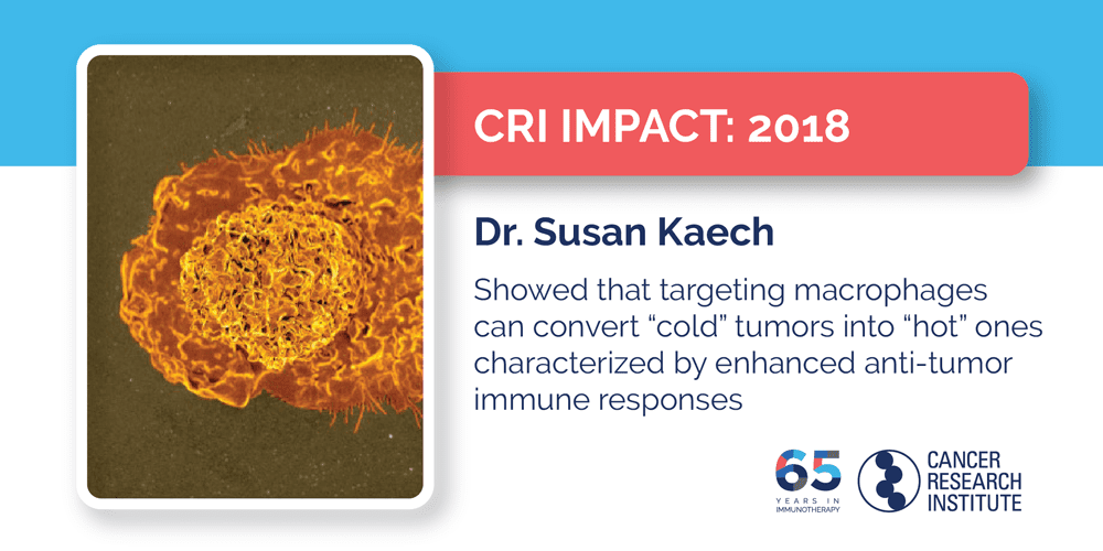 2018 Dr. Susan Kaech showed that targeting macrophages can convert cold tumors into hot ones that the immune system attacks more vigorously