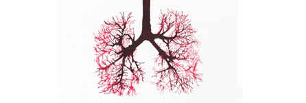 Lungs