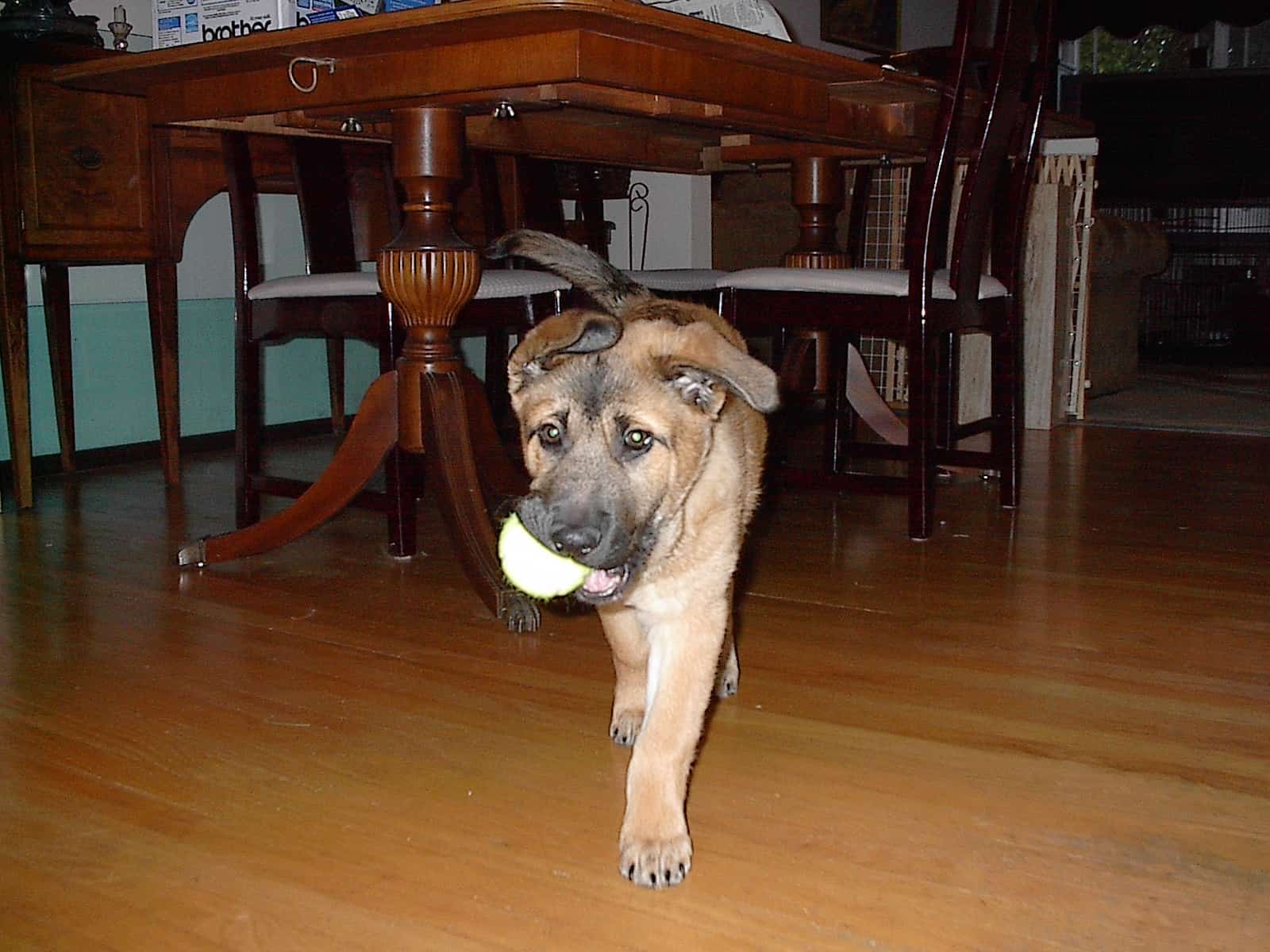 Baby Bosch with a tennis ball