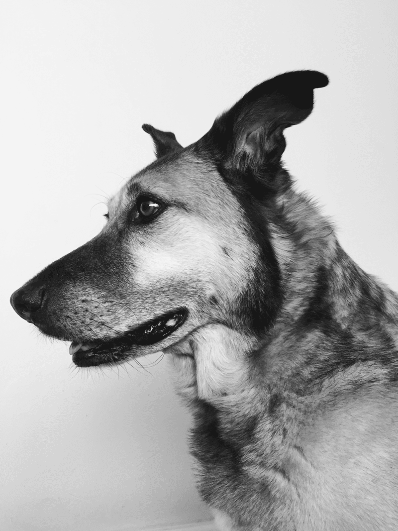 Bosch the Dog in Black and White photo