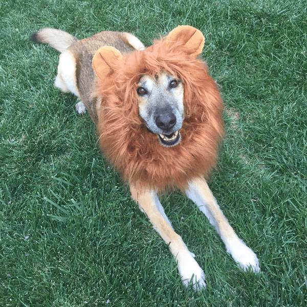 Bosch the Dog dressed as a lion