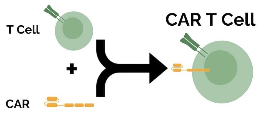 T Cell + CAR = CAR T Cell