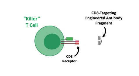 CD8-targeting engineered antibody fragment attaches to killer t cell and creates a signal