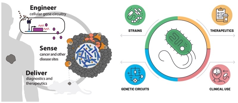 scientific illustration of engineering cellular gene circuitry to sense disease sites and deliver drugs for treatment