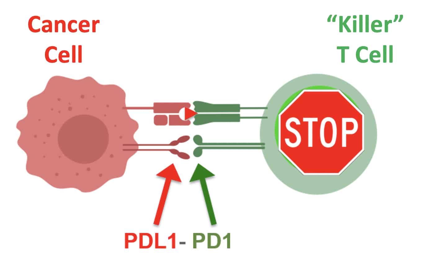 Checkpoint immunotherapy illustration