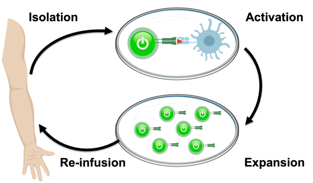 Illustration of the TIL therapy cycle of isolation, activation, expansion, and reinfusion
