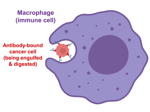 Antibodies attach to a cancer cell so it is engulfed by a macrophage