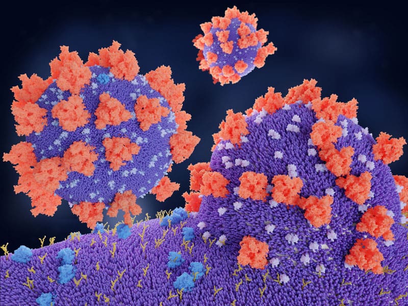 Coronavirus binding to receptors. Photo: Juan Gaertner, Science Photo Library