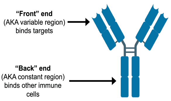 Diagram of front end (which binds to targets) and back end (which binds to immune cells) of antibody