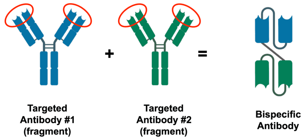 Bispecific Antibodies illustration