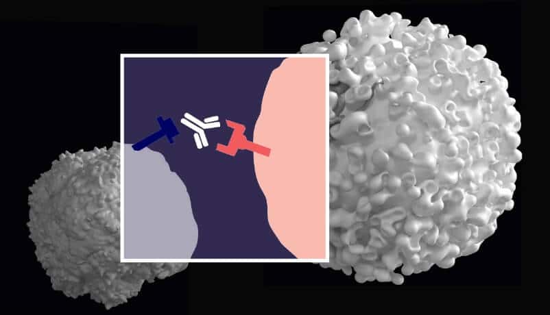 Microscopic image with illustration overlay of immunomodulators