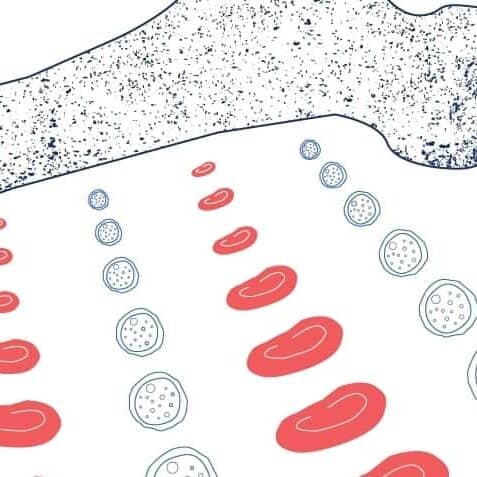 Illustration of immune cells produce in bone marrow