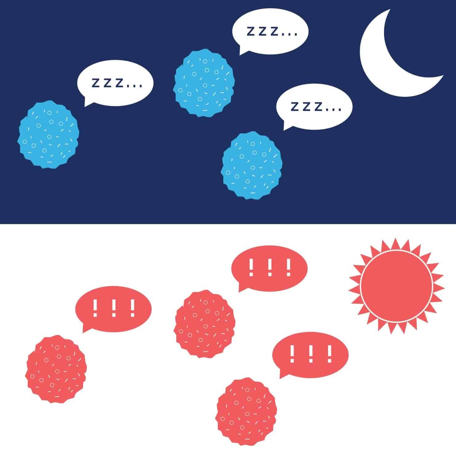 Illustration of cells "sleeping" and "waking up"