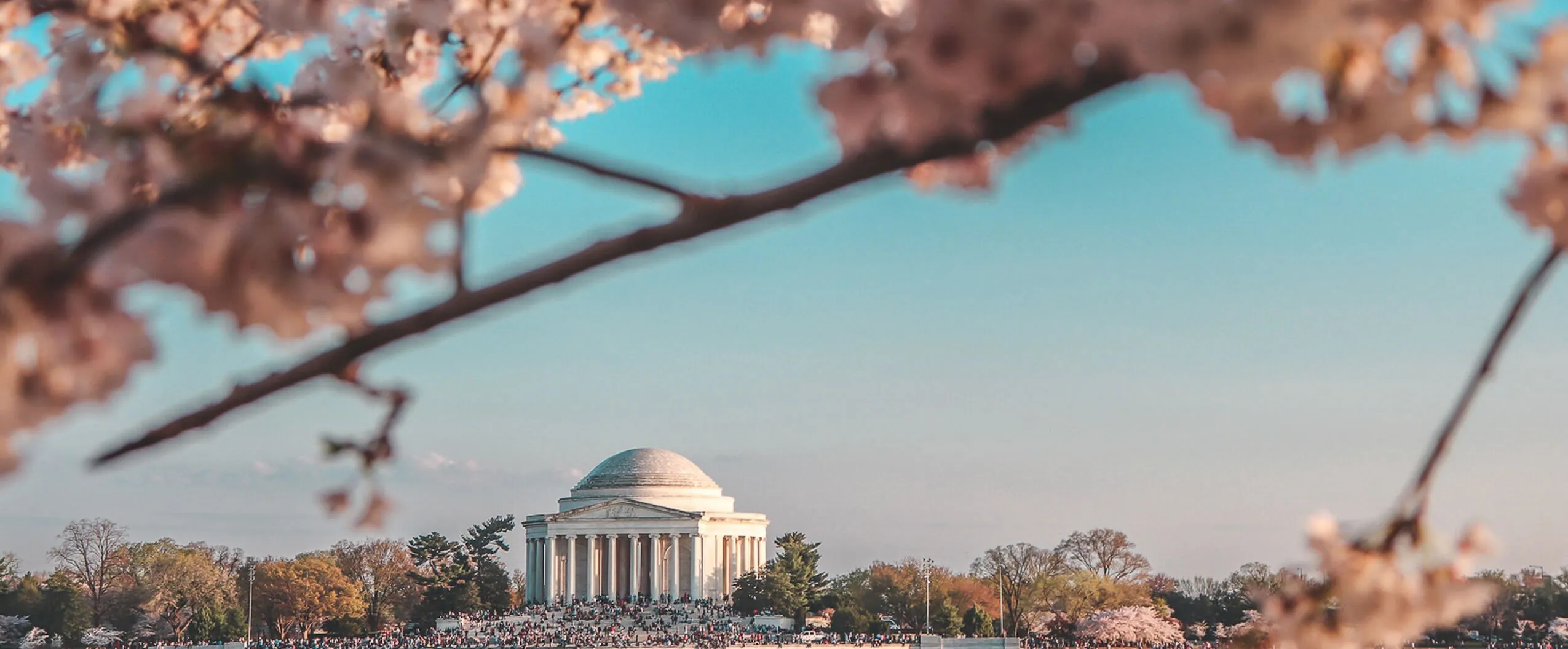 Washington D.C. cherry blossoms