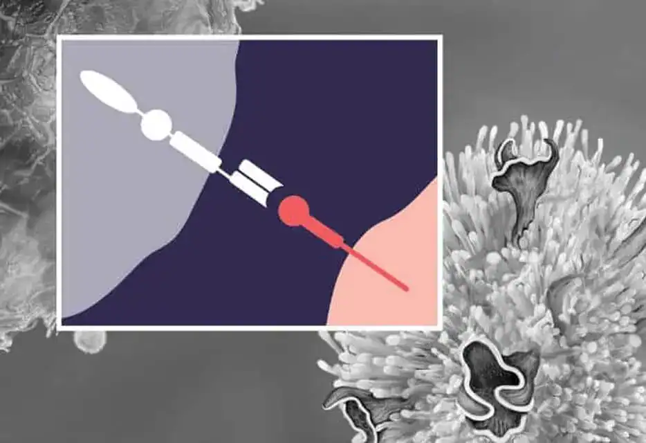 Cell gene therapies