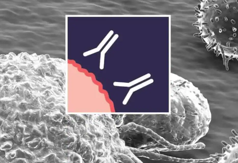 Immune cell engagers